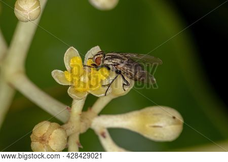 Adult Bristle Fly