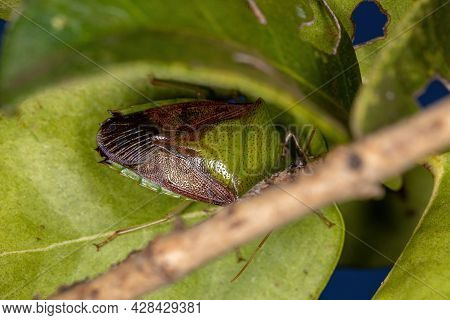 Adult Stink Bug Of The Subfamily Edessinae