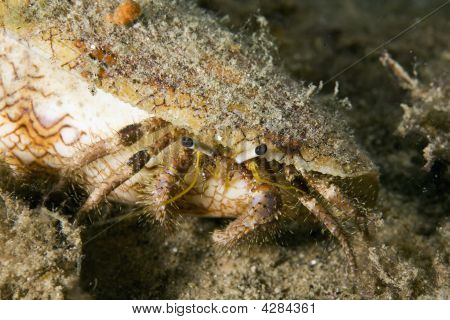 Útes poustevnický krab