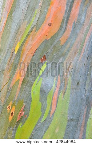 Textura de casca de árvore
