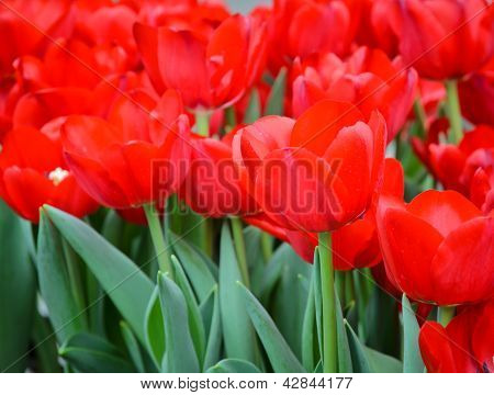 Tulipano rosso fiore In campo.