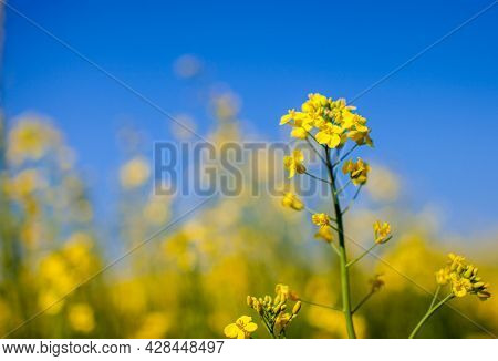 Yellow Rapeseed Flowers In A Field Against A Blue Sky. Yellow Rapeseed Flowers, Rape, Colza, Rapasee