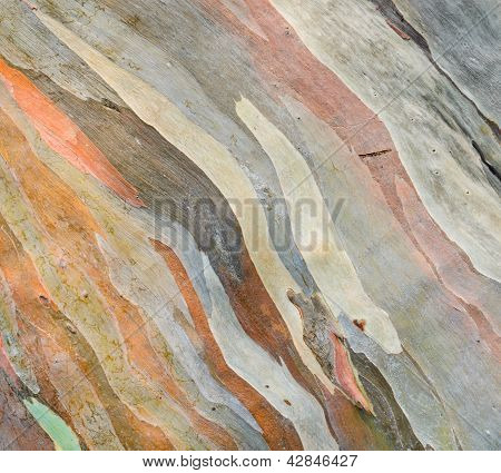 Textura da casca colorida