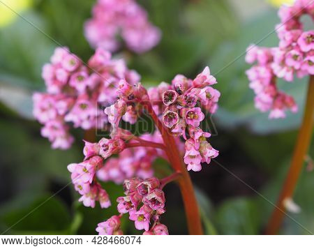 Spring Flower Background.fragment Of The Garden In The Morning. Bergenia, Badan, In Everyday Life Ca