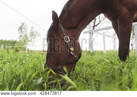 A Dark Brown Horse Grazing In The Field Meadows. Close-up View Of A Horse Munching On The Grass With