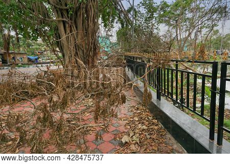 Super Cyclone Amphan Uprooted Tree Which Fell And Blocked Pavement. The Devastation Has Made Many Tr