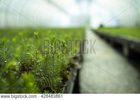 Green Seedlings Of Coniferous Trees. A Greenhouse For Growing Plants And Trees.