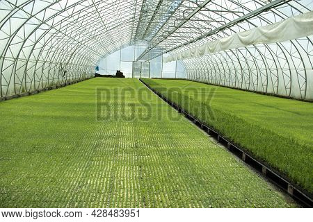 Green Seedlings Of Coniferous Trees. A Greenhouse For Growing Plants And Trees.