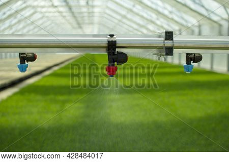 A Greenhouse For Growing Plants And Trees. Irrigation Technology In The Greenhouse.