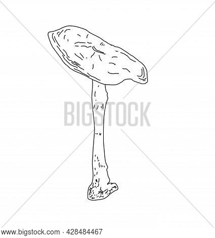 Illustration Of A Mushroom In The Style Of Linart