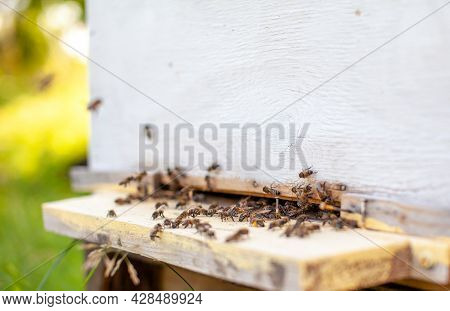 Bees Collect Pollen From The Flowers And Carry It To The Hive. The Concept Of Breeding Bees For Hone