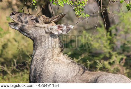 Deer (cerves Unicolor) In Ranthambore National Park, India
