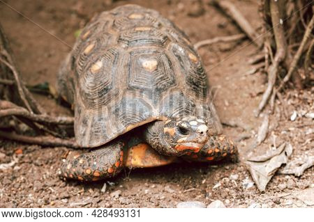 The Red-footed Tortoise Close Up In A Zoo. Portrait Of A Turtle In Natural Surroundings
