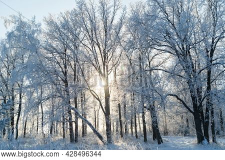 Winter Forest On A Frosty Sunny Day