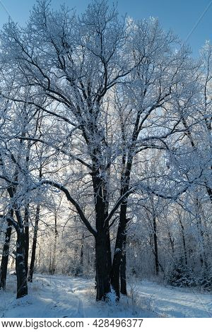 Winter Forest On A Frosty Sunny Day