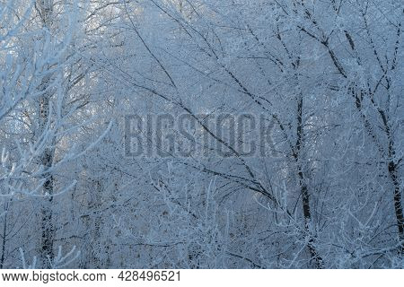 Winter Forest On A Frosty Sunny Day