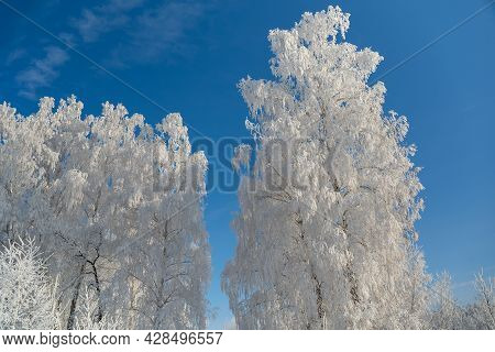 Winter Forest On A Frosty Sunny Day