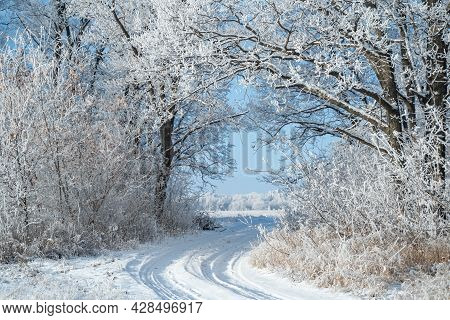 Winter Forest On A Frosty Sunny Day