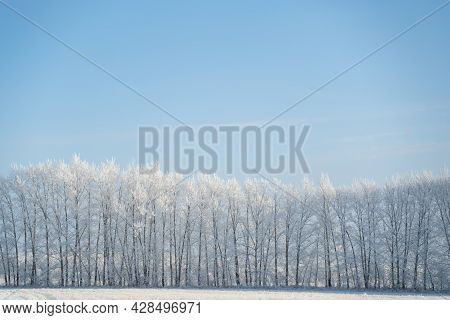 Winter Forest On A Frosty Sunny Day