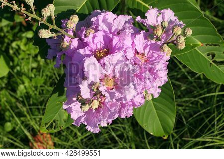 Pink Crepe Myrtle - Latin Name - Lagerstroemia Indica