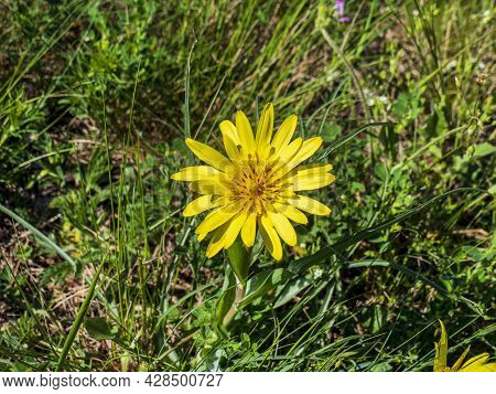 A Small Yellow Mountain Flower On A Background Of Green Summer Fresh Grass.