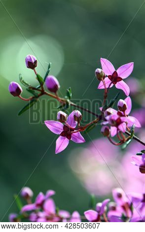 Backlit Pink Flowers Of Australian Native Boronia Ledifolia, Family Rutaceae. Growing In Sydney Wood