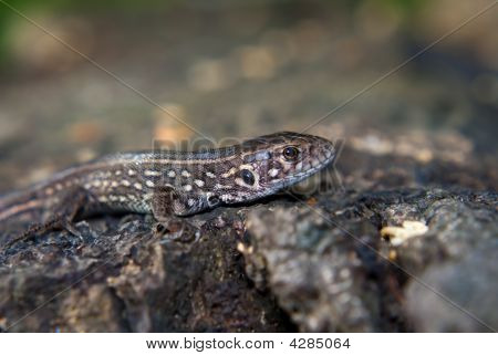 จิ้งจกทรายบน Stumb