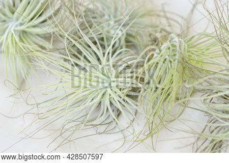 Tillandsia Air Plants On A White Background