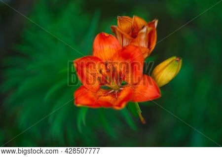 Beautiful Background Of Fresh Orange Blooming Lilies With Green Leaves In The Garden