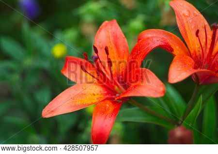 Beautiful Background Of Fresh Orange Blooming Lilies With Green Leaves In The Garden