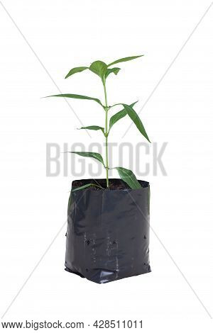Seedling Kariyat, The Creat Or Andrographis Paniculata (burm.f.) Nees Growing In Black Plastic Bag  