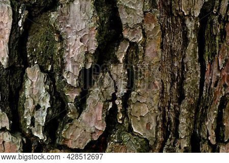 Thick And Scaly Bark Of Pine Tree As Texture