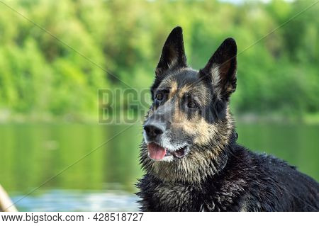 Training Of The Eastern European Shepherd Dog On The Lake Shore With Aport
