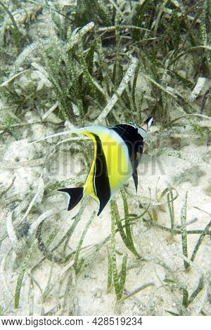 A Picture Of Zanclus Cornutus Fish In Indonesia