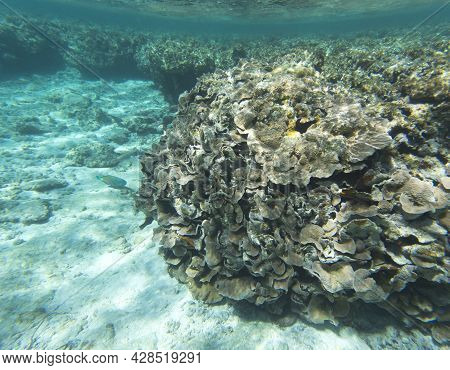The Wonderful Coral Reef