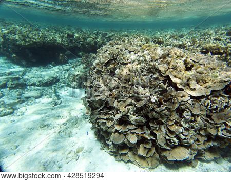 The Wonderful Coral Reef Of New Caledonia