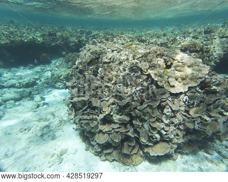 The Wonderful Coral Reef