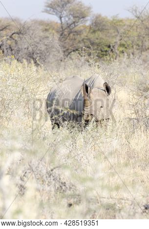 A Picture Of Black Rhino In The Wild, Namibia