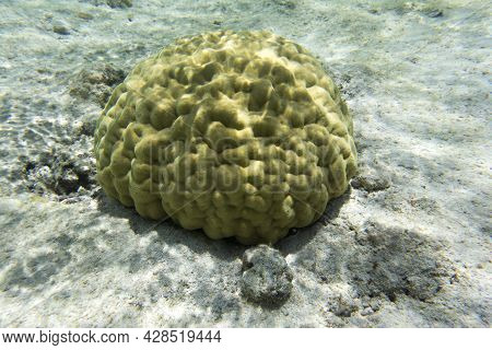 View Of Hard Coral