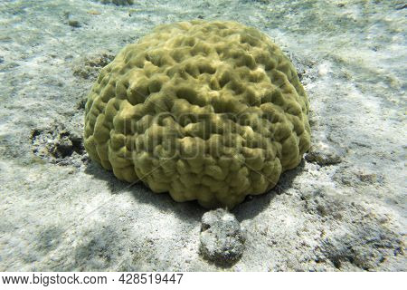 View Of Hard Coral