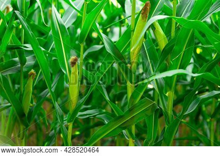 A Small Corn Plant With A Drip Stream Planted With A Drip Irrigation System.concept Is A Plant That 