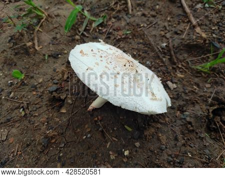 Closeup Shot Mushroom Growing From The Ground During The Rainy Season