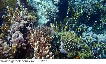 Mental Wrasse (oxycheilinus Mentalis) Undersea, Red Sea, Egypt, Sharm El Sheikh, Nabq Bay