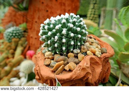Closeup A Unique Potted Mammillaria Bucareliensis Cv Erusamu Cactus
