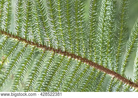 Natural Background Of Green Acacia Tree Leaf.