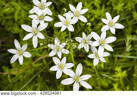 White Ornithogalum Flowers Closeup (star Of Bethlehem)