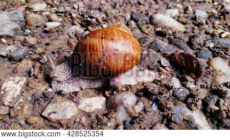 Snail On A Forest Path. The Snail Slides On A Wet Stone Texture. Macro Detail Of Blurred Green Backg