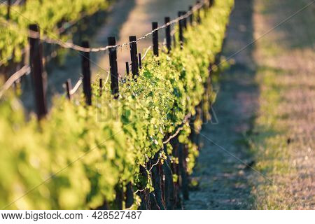 Close Up Of Lush Green Grape Vines In Vineyard