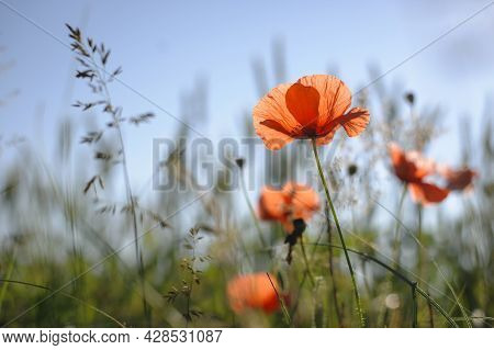 Papaver. Red Poppy, Delicate Flower. Red Poppies Are Blooming In The Field. Field Of Bright Red Corn