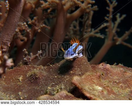 A Chromodoris Lochi Nudibranch On Corals Boracay Philippines